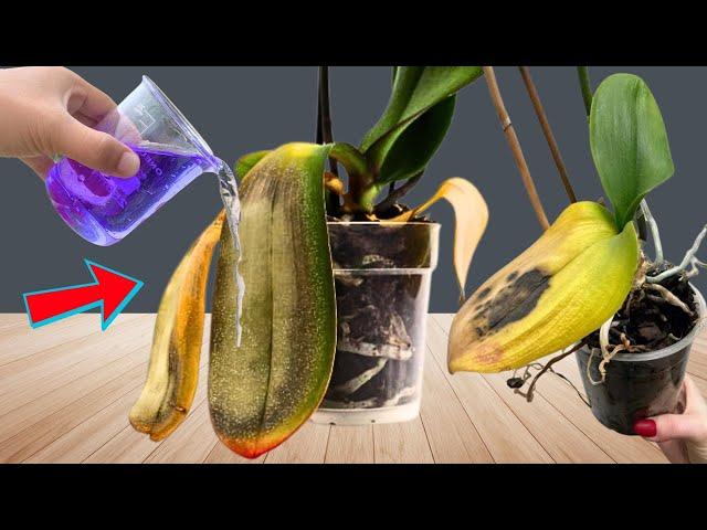One cup is enough! Orchids bloom nonstop and never rot again
