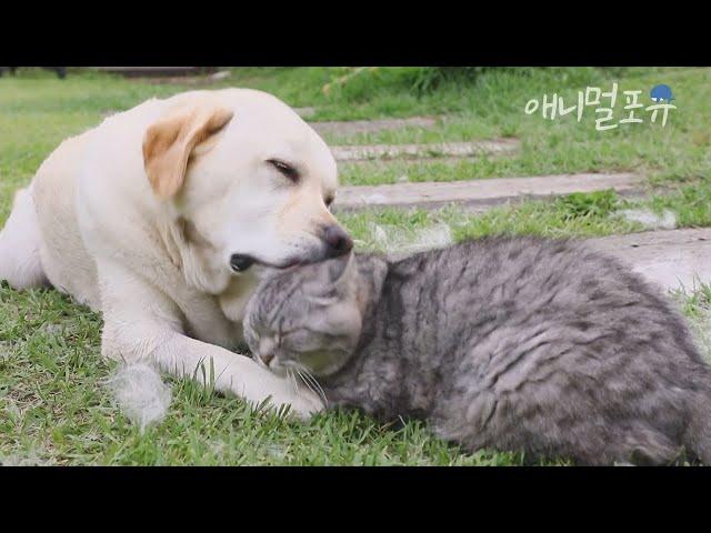 단짝 개냥이?! 고양이한테 침 묻히는..이 아니라 그루밍도 해주는 레트리버ㅋㅋ | KBS 단짝 230701 방송