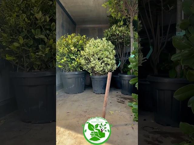 Какие из этих растений вы знаете ? #shorts #reels #garden #top #sad #green