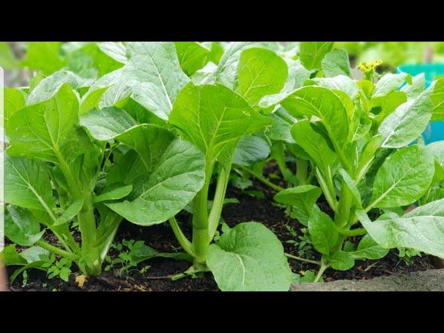 2020 reward harvest: Choy sum plant on raised bed from seeds