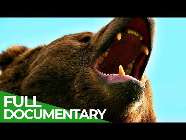 Wildlife | Episode 6: Bears | Free Documentary Nature