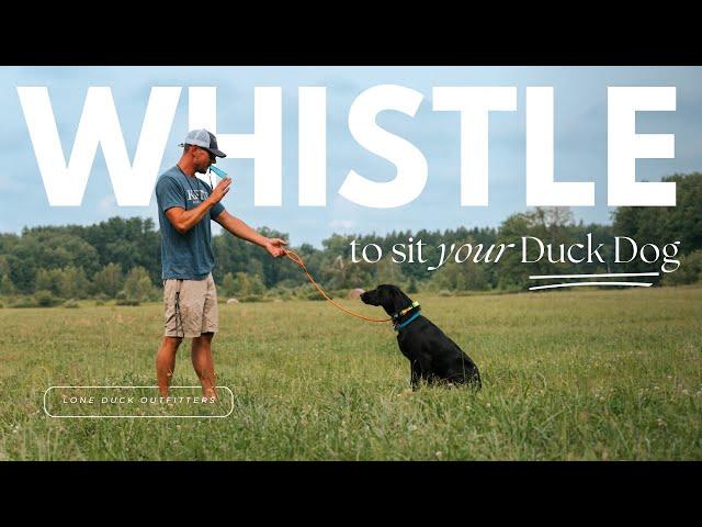 Introducing Your Duck Dog To Whistle Sit