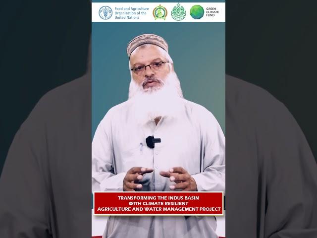  Dr. Zahoor Soomro on Seed Development & Climate-Resilient Farming | SAU–FAO Project 