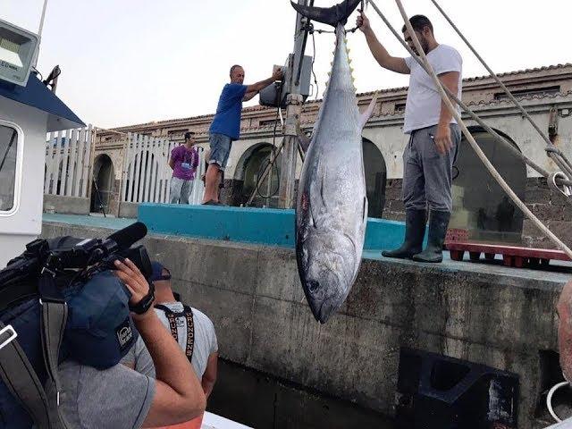 Pescando atún salvaje del Estrecho 'España Directo'