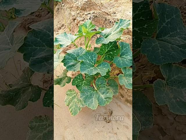 How to Trim Pumpkin Vines Naturally | Real Farming Sound 