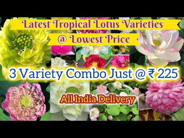 Latest Tropical Lotus Varieties at Lowest Price @Petalssphere|| WITH SUBTITLES (ENGLISH || HINDI )