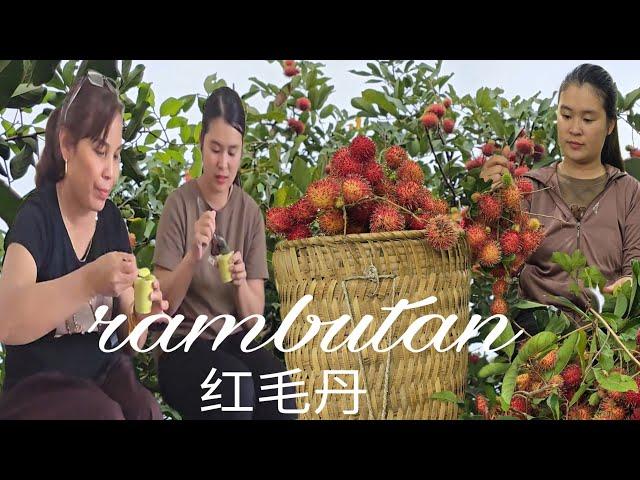 Super delicious rambutan. unexpected encounter with a mysterious kind woman | ly chau hang