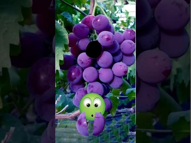 Purple grapes are versatile and delicious #shorts #satisfying