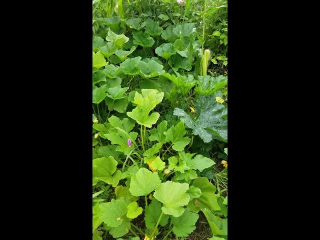 Quick Tips Series: Courgette, Summer Squash and Scallopini *Blossom end rot*