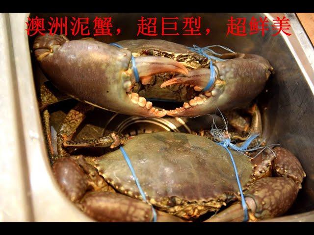 澳洲泥蟹+蟹盖伊面 Cooking Australia Mud Crab and Noodle #澳洲泥蟹 #美味鲜甜 #伊面