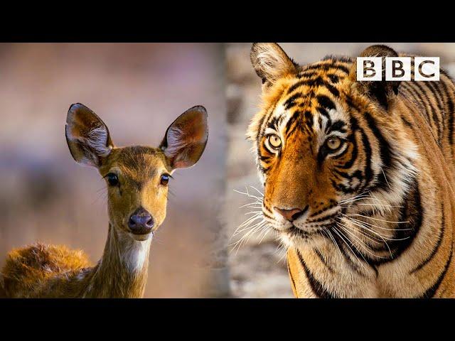 Mother Nature has an incredible trick to help this tiger  BBC