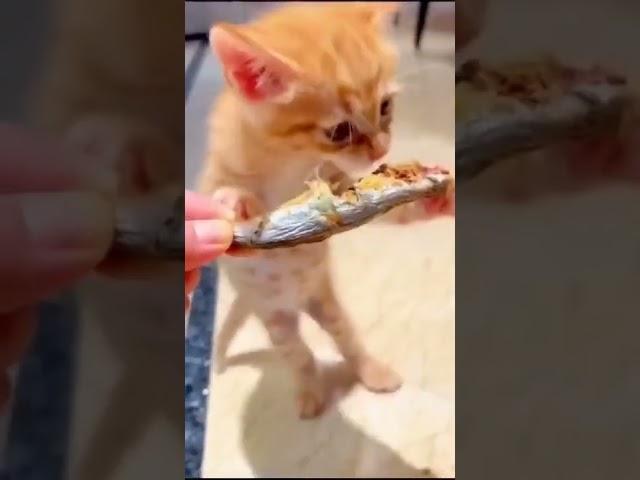 cute kitty