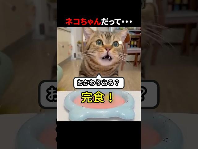 ネコちゃんだって… #ほっこりショート