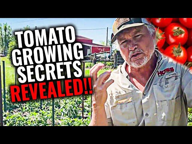 BEST Tips and Tricks For Growing Tomatoes In Your Garden