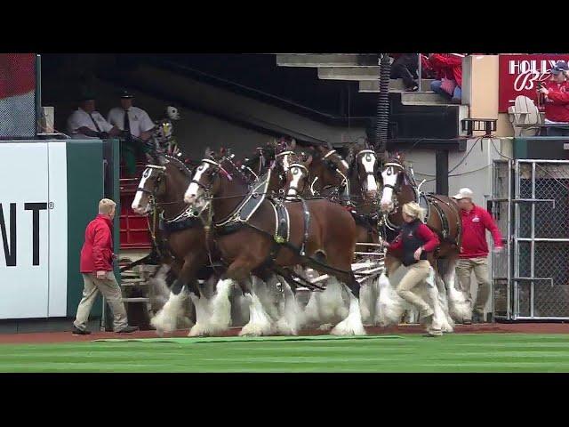 Budweiser Clydesdales take the field at Busch Stadium