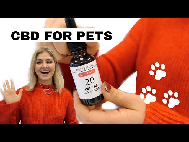 CBD for your PET | What you NEED to know! RESTART CBD