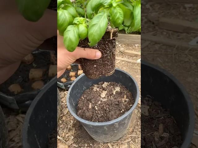 #jardinage #astuce #potager #garden #agriculture #naturelovers #permaculture #gardening