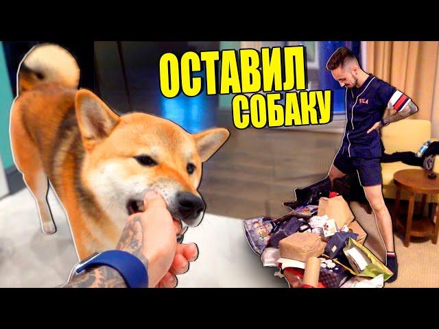 МОЯ СОБАКА ВПЕРВЫЕ ЖИВЁТ БЕЗ МЕНЯ НЕДЕЛЮ!