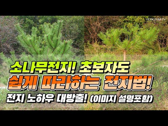 소나무전지를 초보자도 쉽게 따라하는 전지법.. 전지 노하우 대방출 / Pruning pine trees for beginners 064!