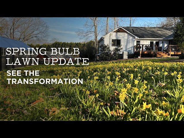 Spring Bulb Lawn in Bloom | See the Transformation