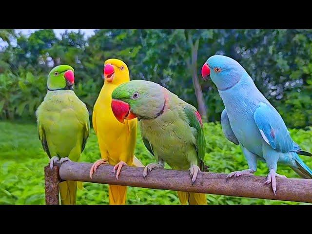 Parrot Natural Sounds Video