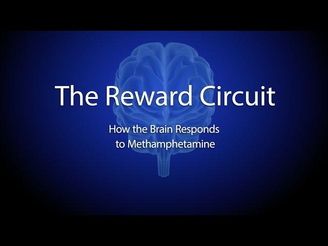 The Reward Circuit: How the Brain Responds to Methamphetamine