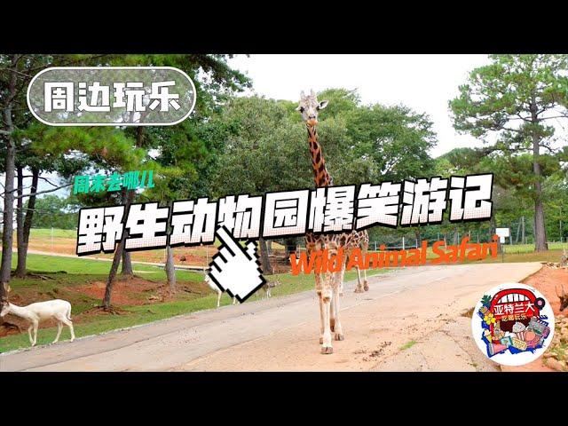 【周边玩乐】亚特兰大Wild Animal Safari：野生动物园爆笑游记