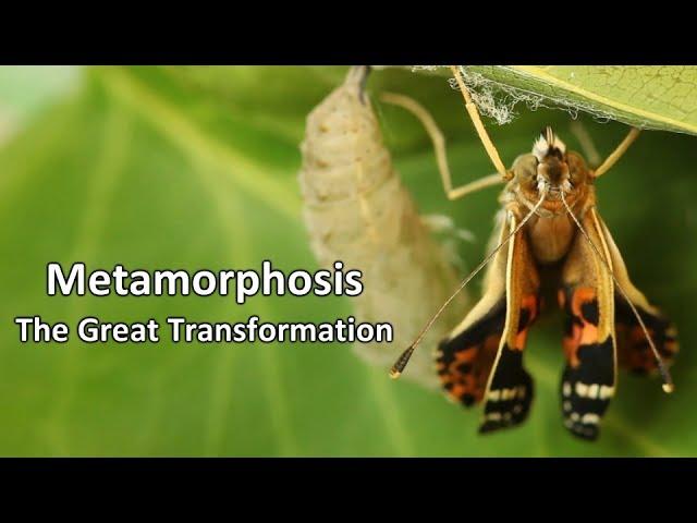 Metamorphosis  - The Great Transformation