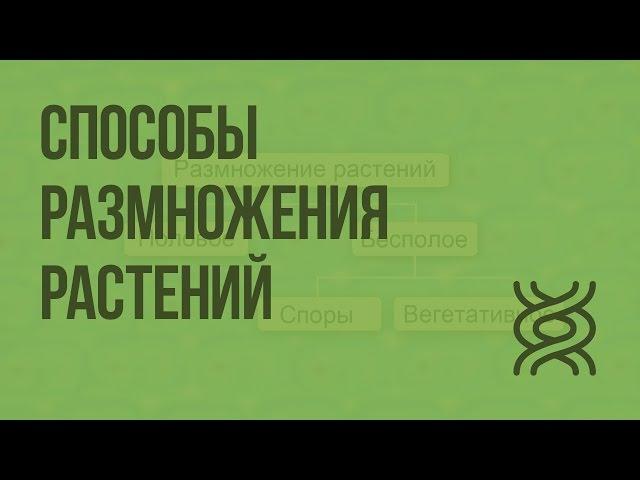 Способы размножения растений. Видеоурок по биологии 6 класс