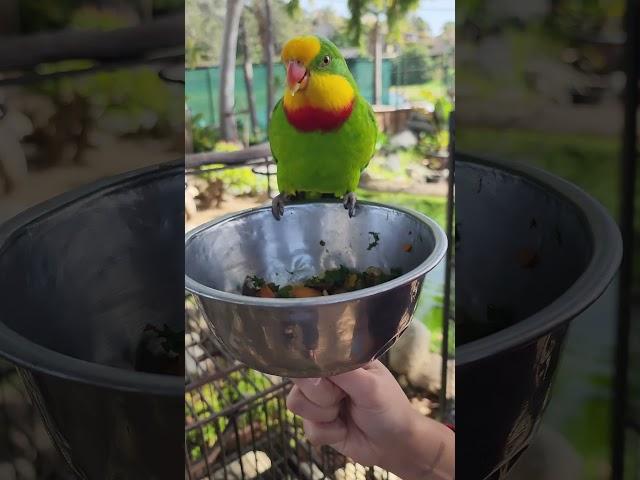 Parrot Loves the Attention