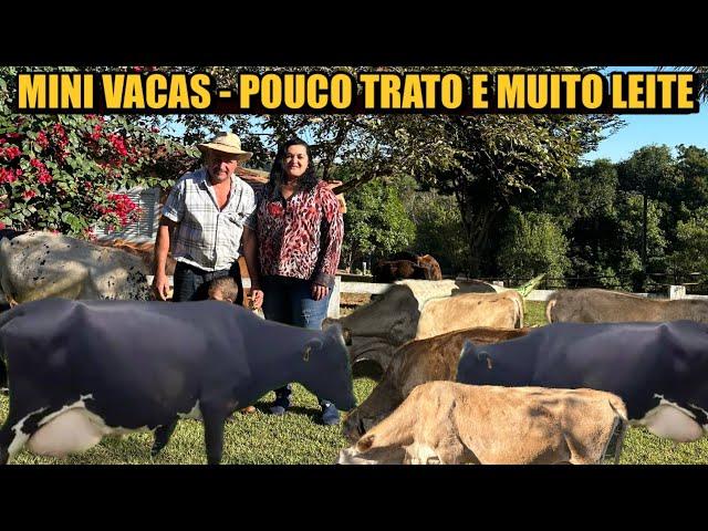 ELE TEM UM REBANHO DE MINI VACAS LEITEIRAS