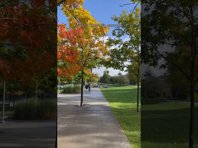 Fall breeze and autumn leaves. #autumn #denmark #copenhagen #oncampus #subscribe #trending #shorts