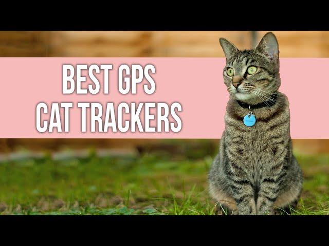 5 Best GPS Cat Trackers | Top GPS Pet Tracker