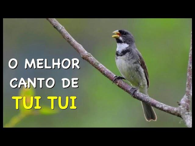 O MELHOR CANTO DE TUI TUI ZEL ZEL POR 10 HORAS