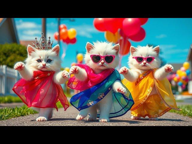 बिल्ली डांस | Cutest Cat videos funny danceVideos for cats #funny #dancingcat #cat ep 2
