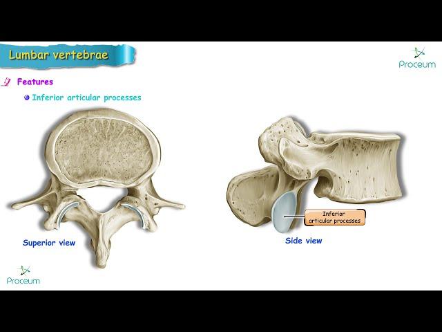 Anatomy of Lumbar vertebrae (Osteology) USMLE : Typical and Atypical lumbar vertebra