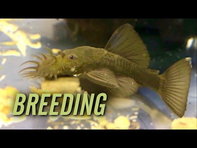 Shortfin Green Dragon Bristlenose Pleco Breeding