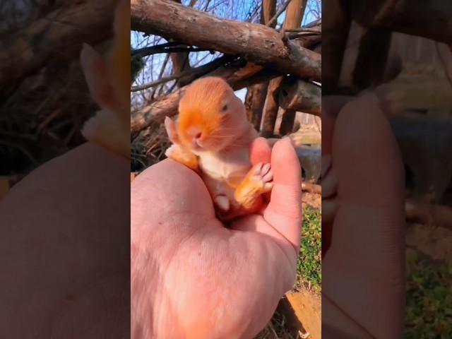When watchingis more satisfying cuterabbitcute son's #viral #rabbit #shorts