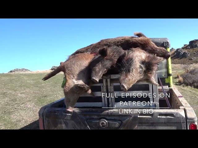 pig hunting 2023 nz