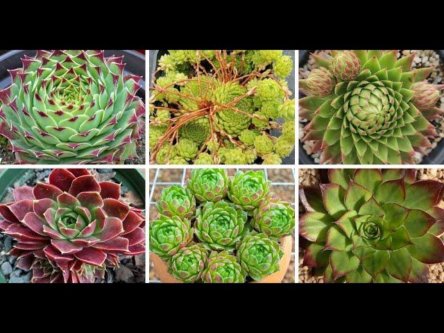 28 Types of Popular Sempervivum Pictorial Guide