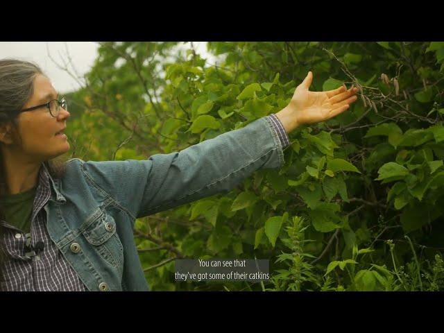 Diversity and Growth: The MSU Edible Forest Garden, Student Organic Farm and Training Program
