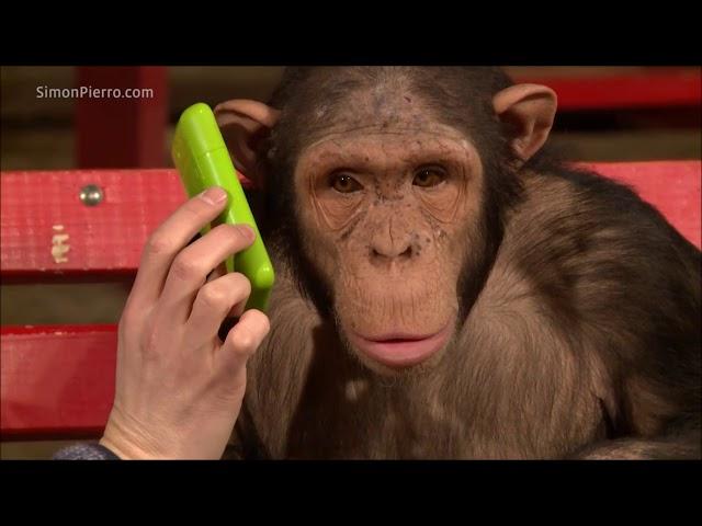 Monkeys react to magic