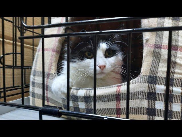 Обзор на кошачий приют для животных Подмосковья для кошек котов и котят в Москве, экскурсия #Муркоша