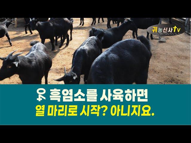 흑염소를 사육하면 04 다섯 마리로 시작, 하지마세요~ 규모사육만 살아남아