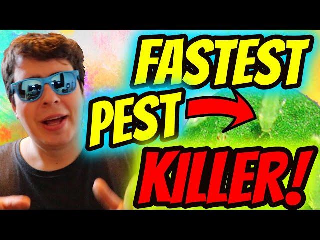 EASIEST WAY TO GET RID OF ALL PESTS IN UNDER AN HOUR!