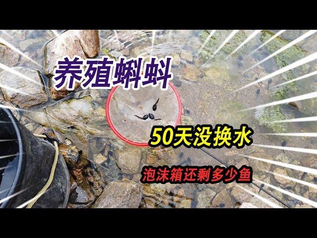 How many fish can be left in a foam box with water changes for more than 50 days? [Wild Wang Daikun