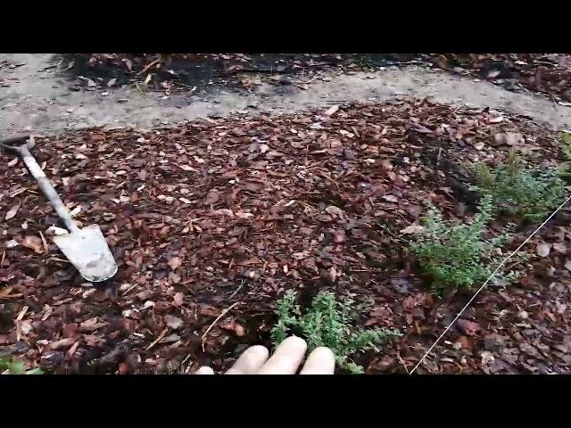 Small hedging for a small garden