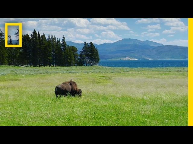 Spend a Relaxing Hour in Yellowstone’s Beautiful Landscapes | National Geographic