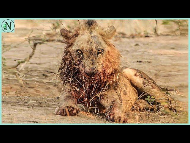 Most Injured Lion after Battle and What Happens Next in Nature - Animal Documentary - Natures Best