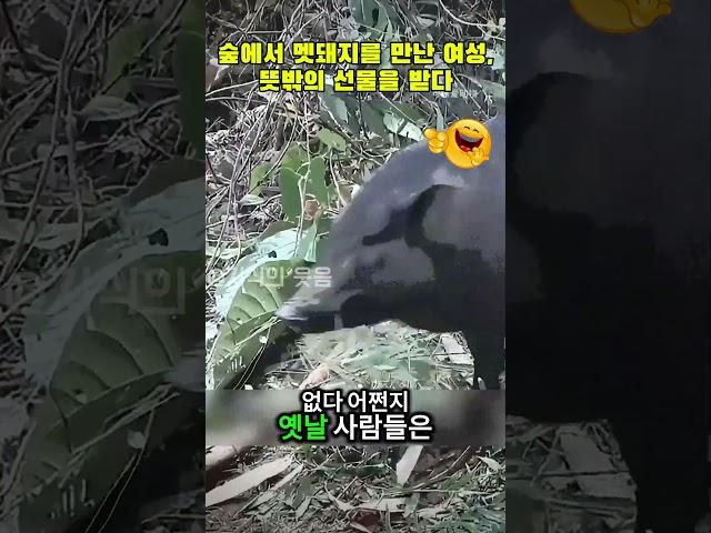 숲에서 멧돼지를 만난 여성, 뜻밖의 선물을 받다 #야생동물 #자연의기적